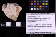 Foto (Objekt + Etiketten) von Discutiolira moesica (Muţiu & Bădăluţă, 1971) (NHMW-GEO-1990-0041-0480)